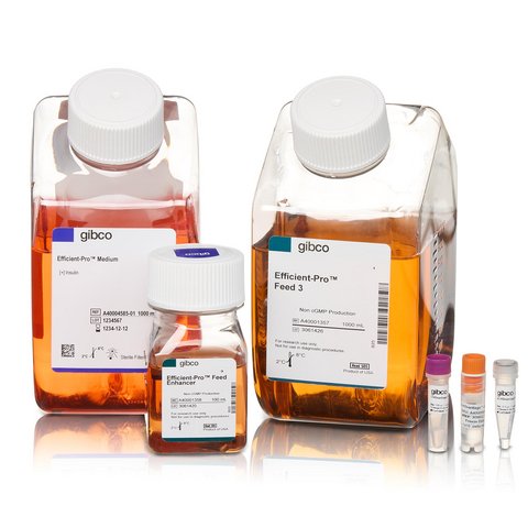 Gibco™ CHOvantage™ GS Cell Line Development Kit delivers high productivity, streamlined timelines and royalty-free, clinical stage licensing options to support scalable manufacturing.
